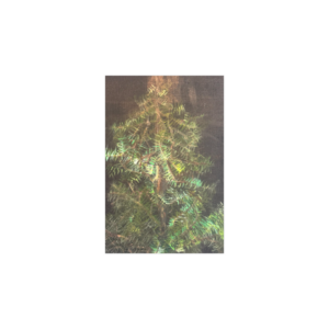 6" X 4 "  POST Card Qt 1
